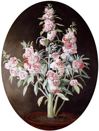 A Balsam