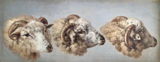 Study of Three Sheeps Heads