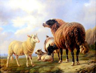 Herd of Sheep