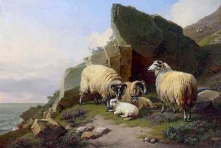 Sheep Grazing on a Rocky Outcrop