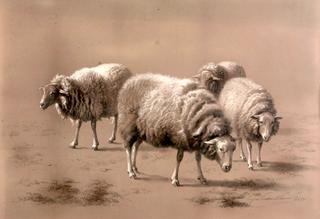Four Sheep Grazing