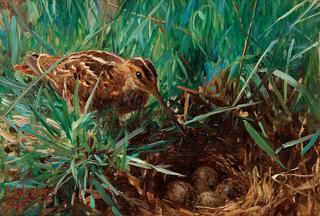 Common Snipe