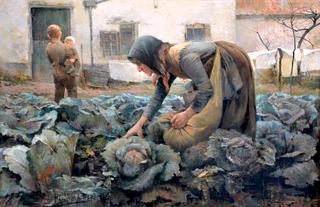Cabbage Harvest in a Bruges Rookery