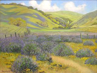 Blue Lupine in Valley Between Salinas and Monterey, California
