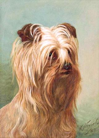 A Yorkshire Terrier