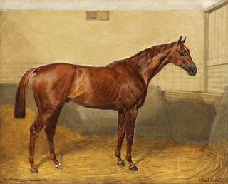 The Show Jumper 'Royal Meath' in the Stable