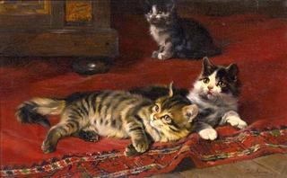Kittens