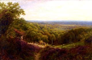 Tending Sheep on Surrey Hills
