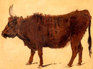 Study of a Highland Cow