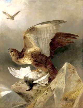 A Buzzard with a Ptarmigan in a Highland Landscape