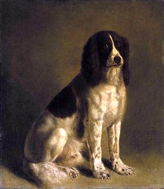 A Springer Spaniel