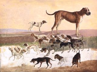 Study of Dogs