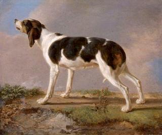 A Hunting Dog