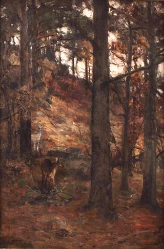 Forest Glade