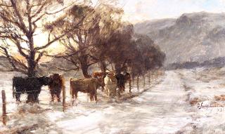 Cattle in Winter