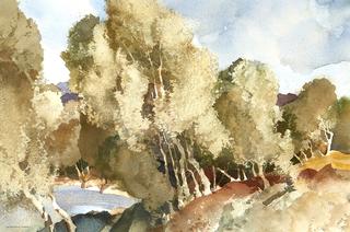 Woodland Morning Languedoc