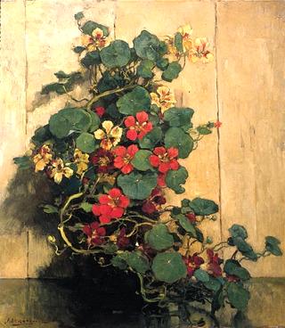 Indian Cress