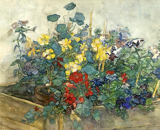 Summer Flowers