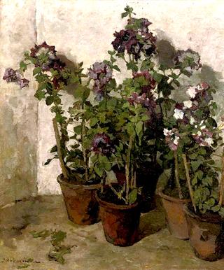 Pots with Purple Flowers