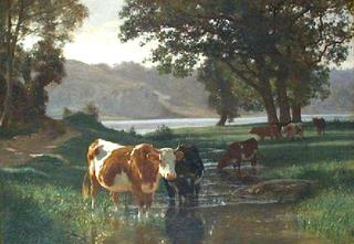 Cattle Watering