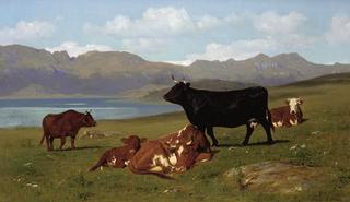 Cattle Grazing on a Hillside with a Lake in the near Distance