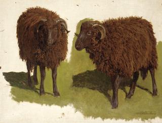 Study of Black Rams