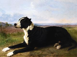 Portrait of a Mastiff-Labrador in a Landscape