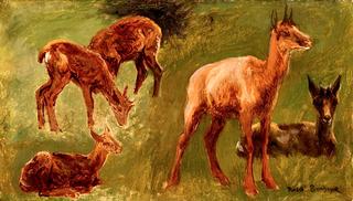 Animal Studies