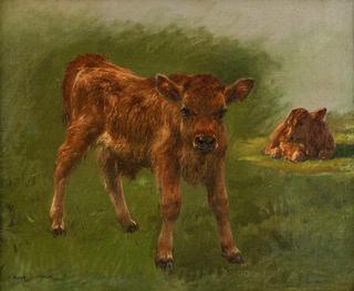 Calves