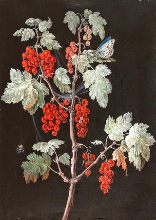 Red Currants