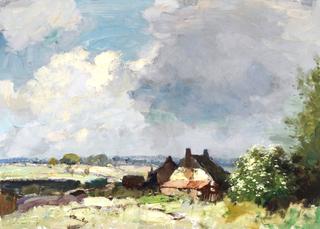 The Elder Bush - Norfolk