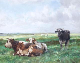 Cows