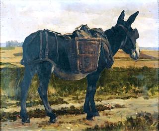 Donkey