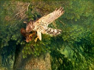 Goshawk and Squirrel