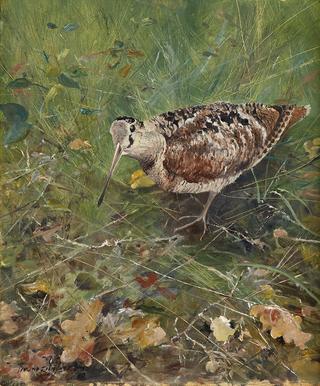Eurasian Woodcock