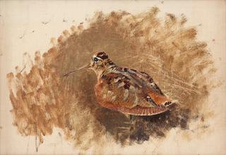 Eurasian Woodcock