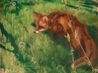 Fox, Scene from Grez, France
