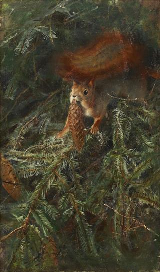Squirrel