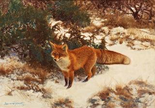 Fox in a Winter Landscape
