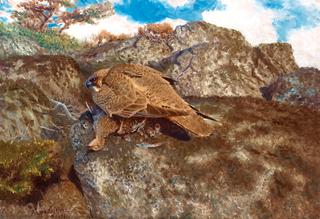 Young Falcon with Young Partridge