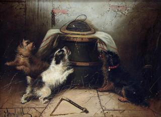 Terriers Ratting