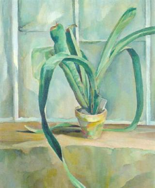 Bilbergia