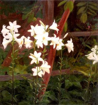 Garden Lilies