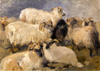 Study of Highland Blackface Sheep