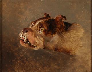 Bulldog