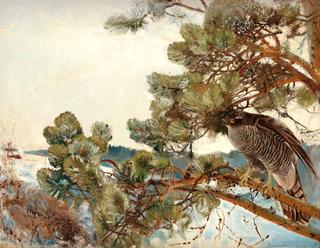 Northern goshawk
