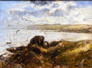 Gulls at St. Abbs