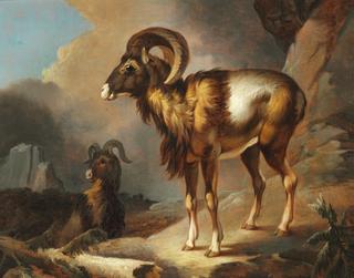 Two Rams on Rocks