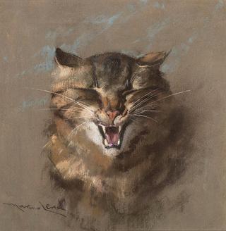 Tabby Cat