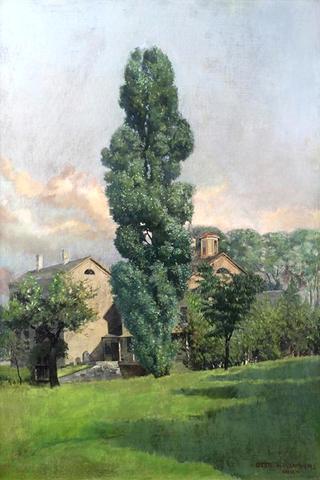 Italian Cypress